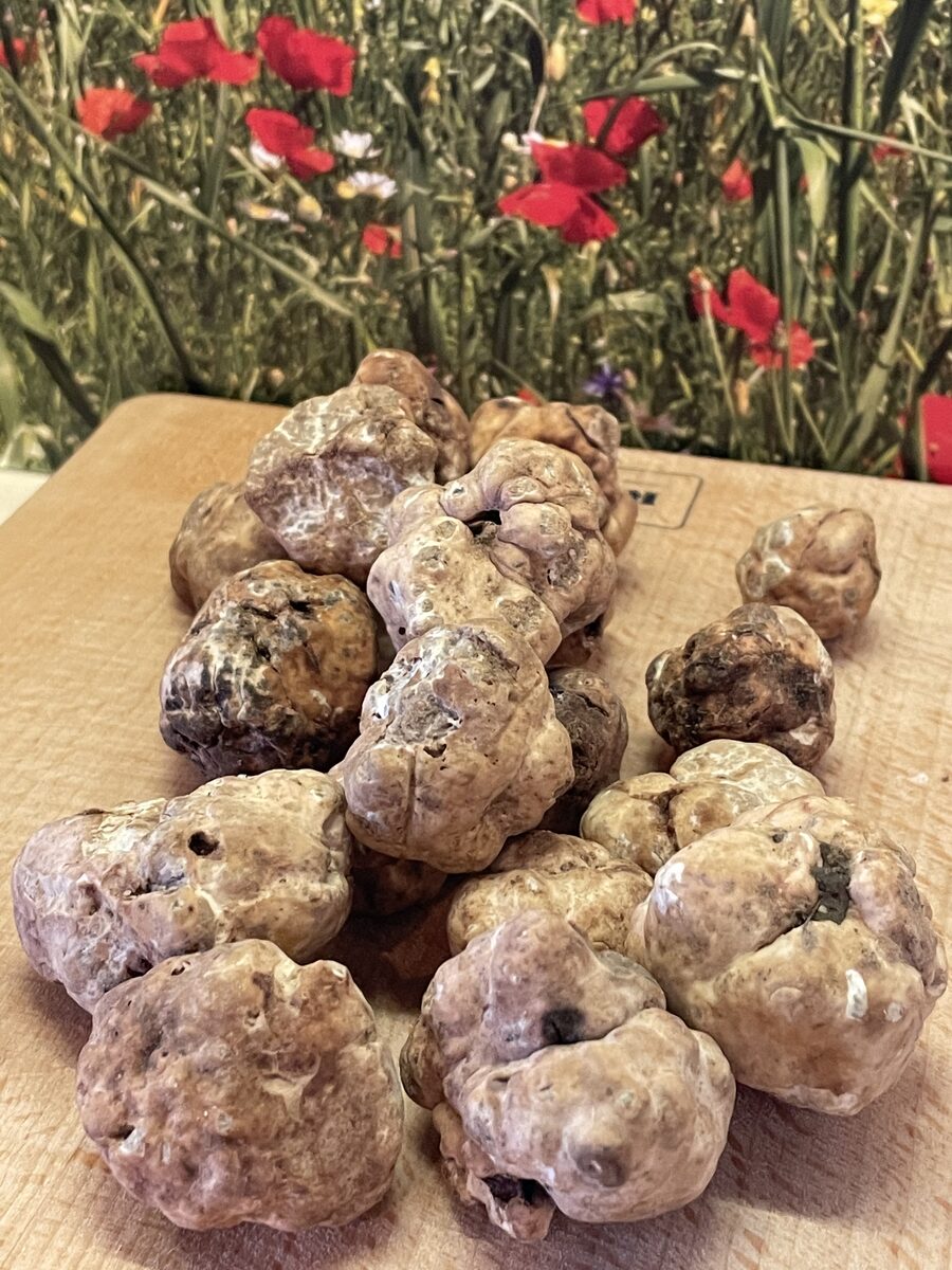 Truffes blanches fraîches
